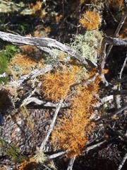 Teloschistes capensis