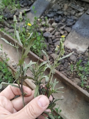 Senecio dubitabilis