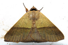 Ophyx ochroptera