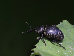 Liparus glabrirostris