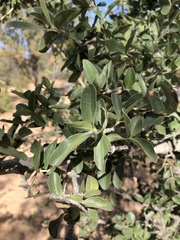 Strychnos madagascariensis