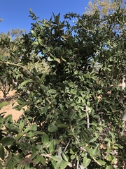 Strychnos madagascariensis