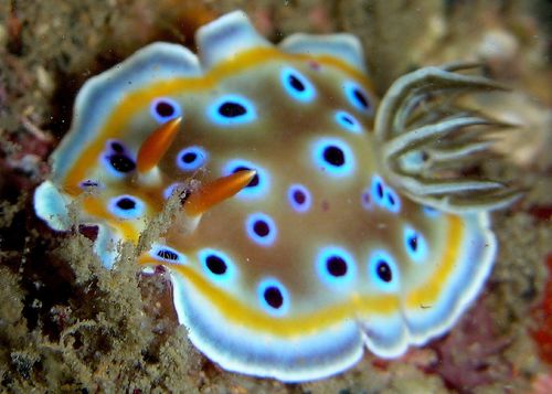 Gem Sea Slug