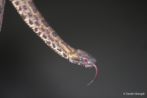 Chinese Mountain Pit Viper