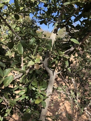 Strychnos madagascariensis