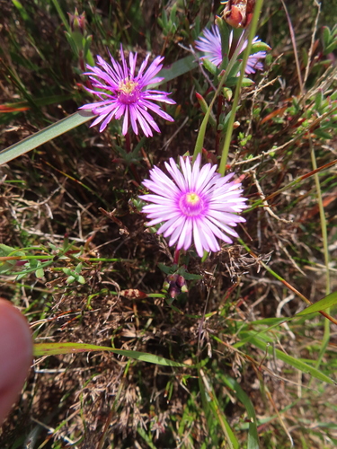 Image of Lampranthus emarginatoides by (c) linkie, some rights reserved (CC BY)