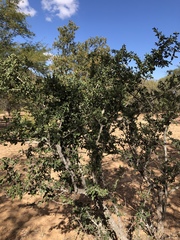 Strychnos madagascariensis