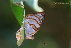 Dynamine tithia tithia