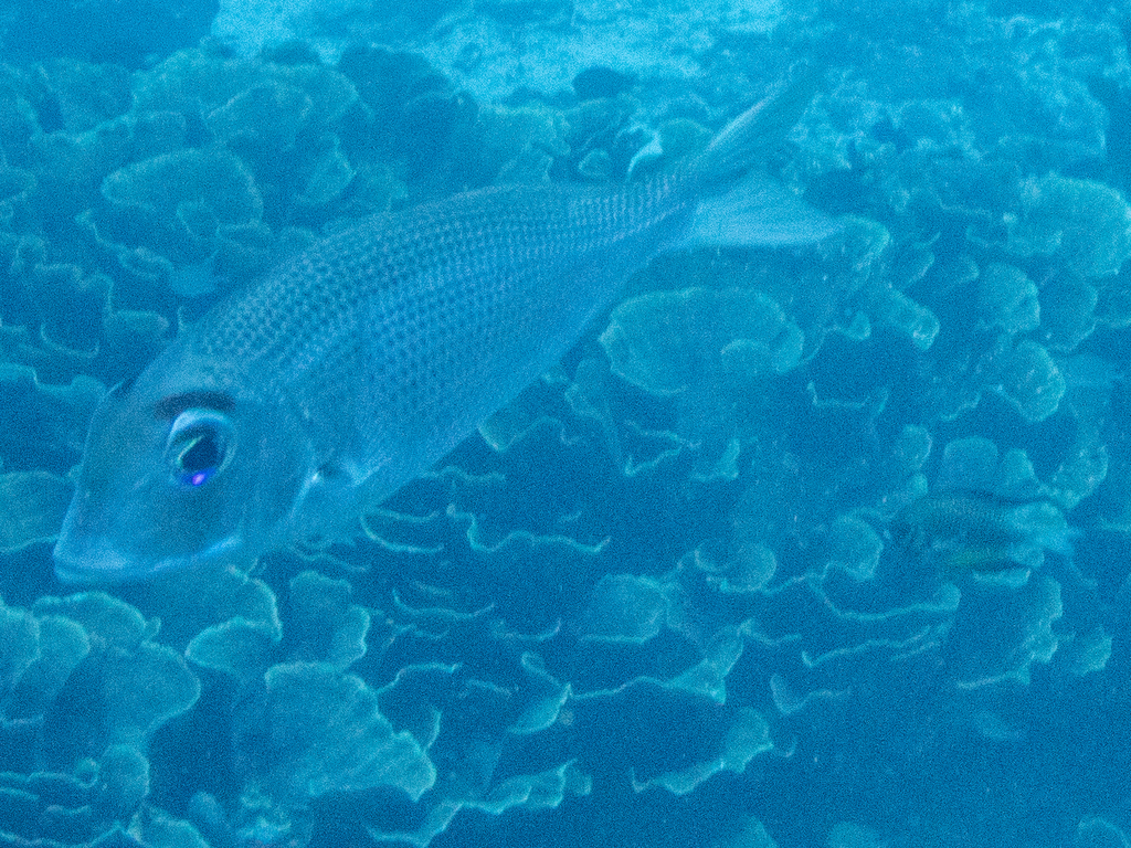 Eyebrowed Large-eye Bream