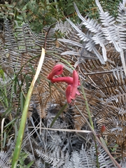 Passiflora hyacinthiflora