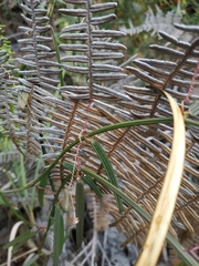 Passiflora hyacinthiflora