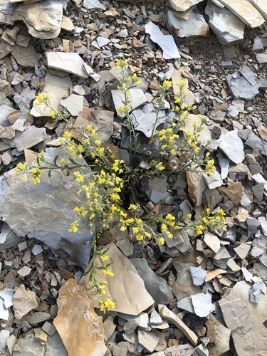 Piceance bladderpod (Lesquerella parviflora)