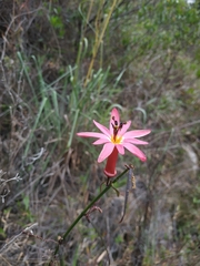 Passiflora hyacinthiflora