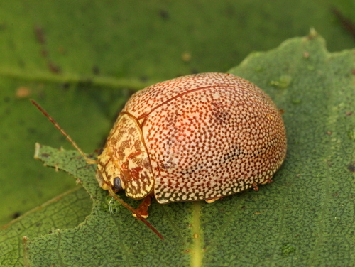 Dotted Paropsine Leaf Beetle
