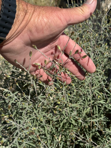 Image of Brickellia venosa by (c) CK2AZ, some rights reserved (CC BY)