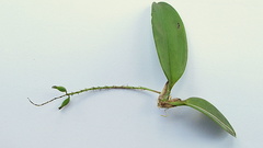 Notylia pubescens