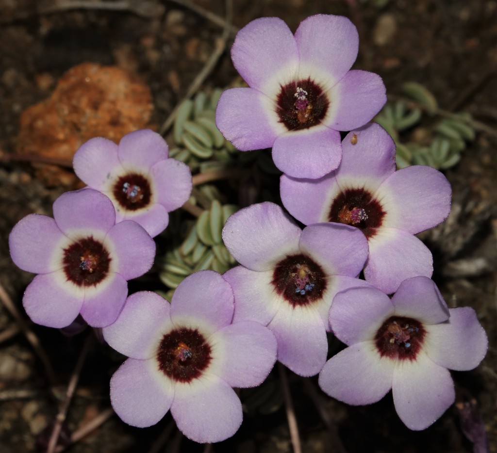 Eye Sorrel