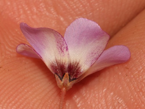 Image of Oxalis oculifera by (c) Brian du Preez, some rights reserved (CC BY-SA)