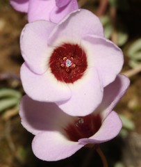 Oxalis oculifera