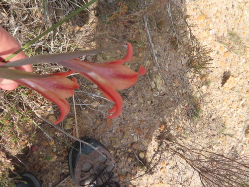 Image of Gladiolus liliaceus by (c) linkie, some rights reserved (CC BY)