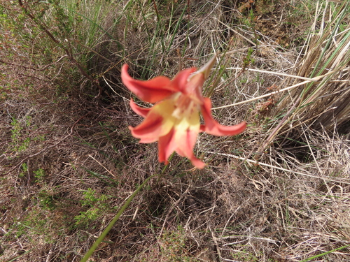 Image of Gladiolus liliaceus by (c) linkie, some rights reserved (CC BY)