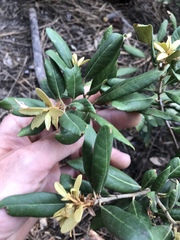 Chrysolepis sempervirens