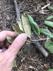 Chrysolepis sempervirens