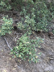 Chrysolepis sempervirens