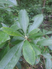 Rhododendron canescens