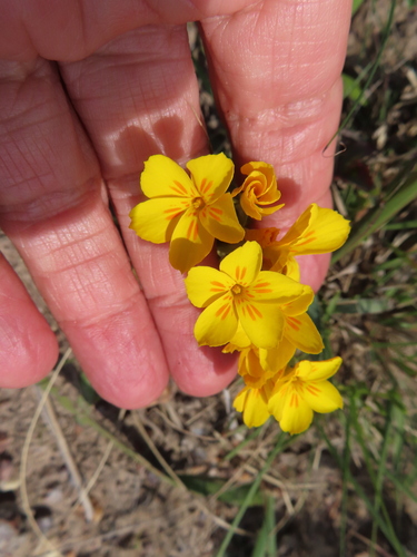Image of Sebaea solaris by (c) linkie, some rights reserved (CC BY)