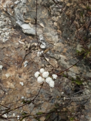 Ageratina gracilis