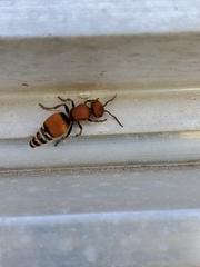 Pseudomethoca propinqua