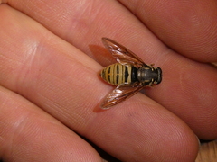 Temnostoma excentrica