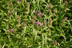 Stachys aspera