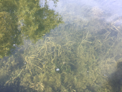 Potamogeton berchtoldii