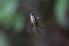Alpaida grayi