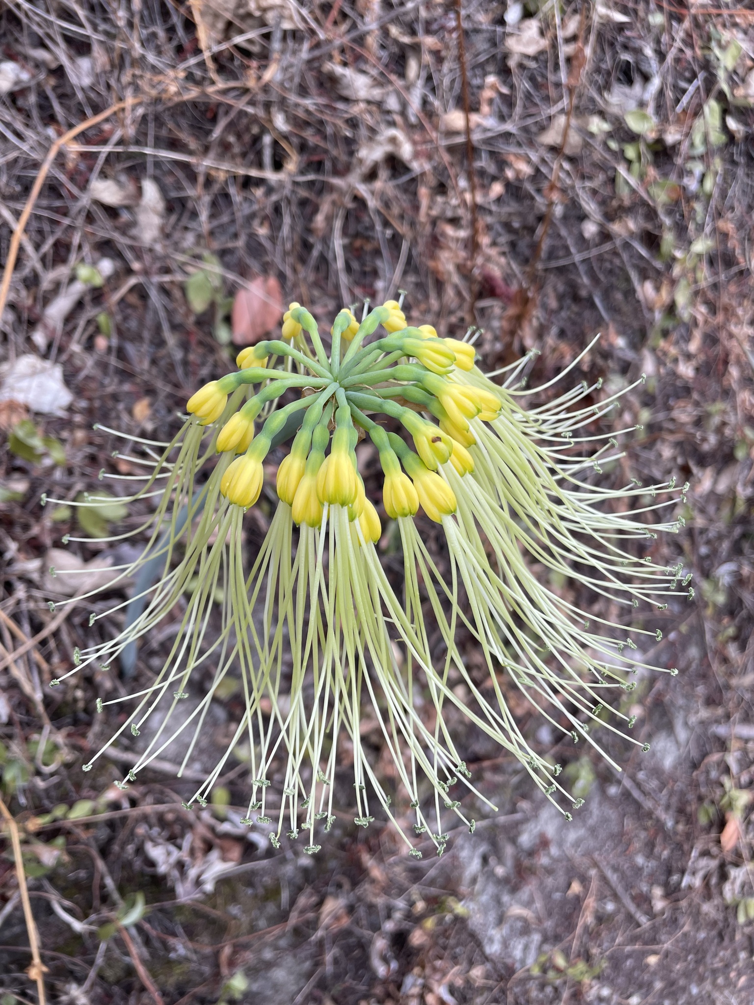 Eucrosia mirabilis image