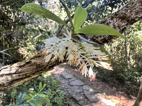 Aerangis hyaloides (Rchb.f.) Schltr.