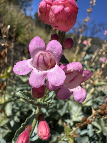 Image of Penstemon clutei by (c) Matt Berger, some rights reserved (CC BY)