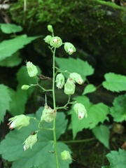 Heuchera alba