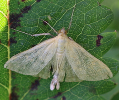 Sitochroa verticalis