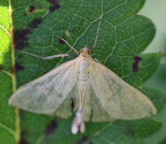 Sitochroa verticalis