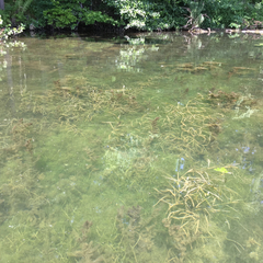 Potamogeton zosteriformis