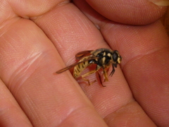 Temnostoma excentrica