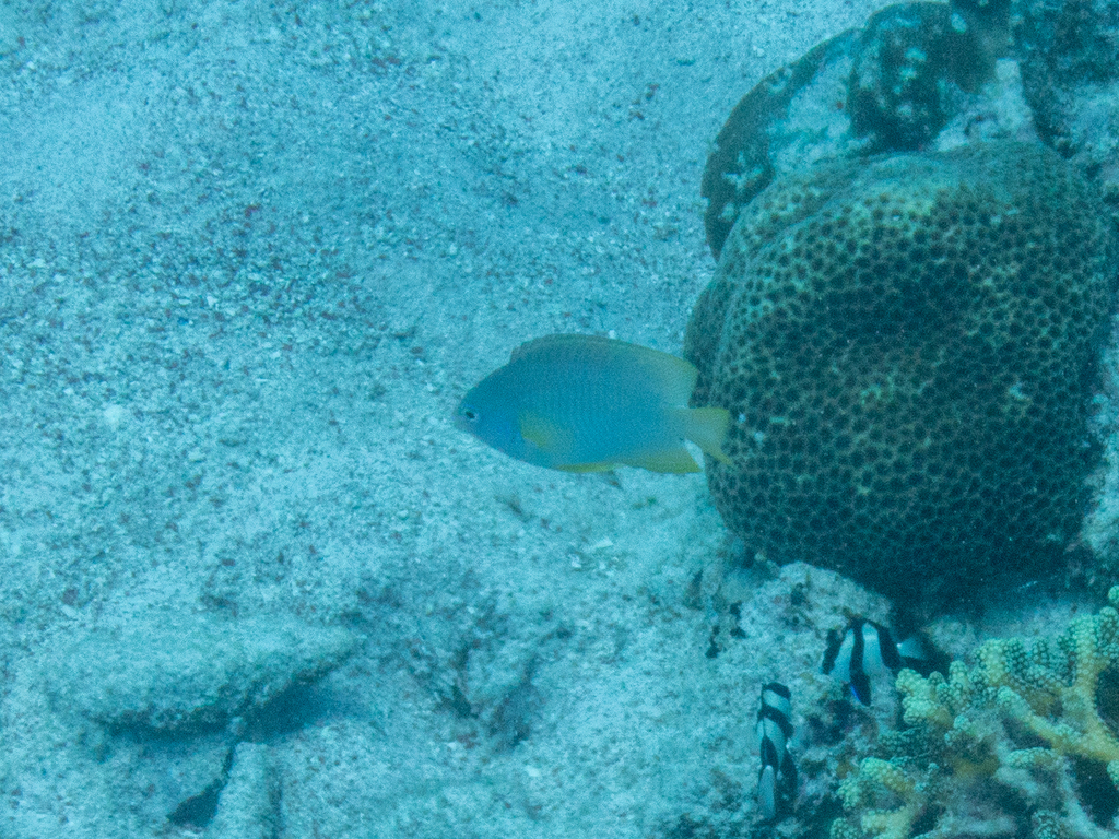Amboina Damselfish