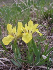 Iris humilis