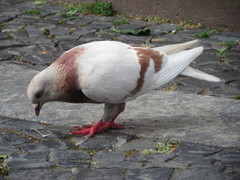 Columba livia domestica