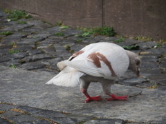 Columba livia domestica