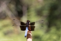 Thermorthemis madagascariensis