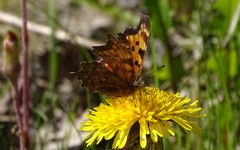 Polygonia faunus